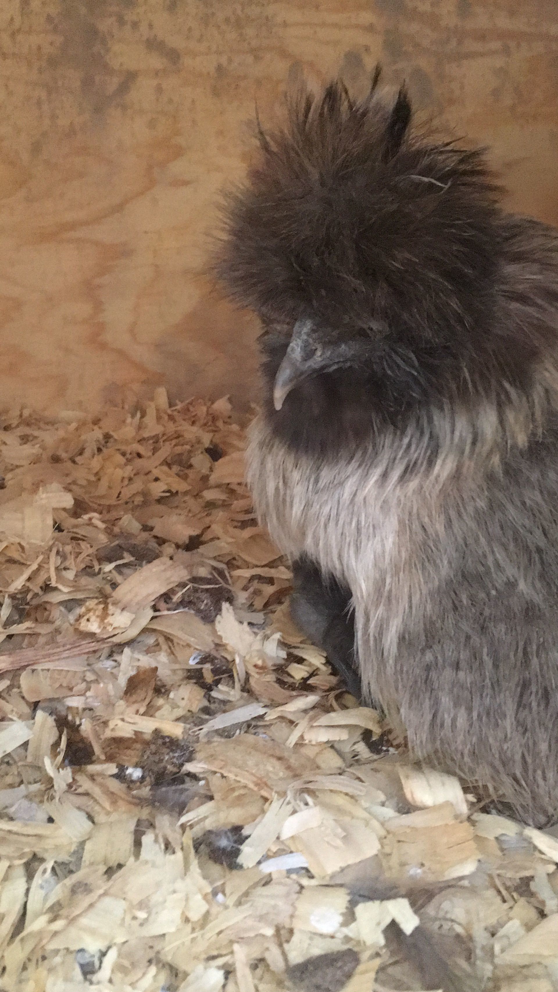 Silkie before molt