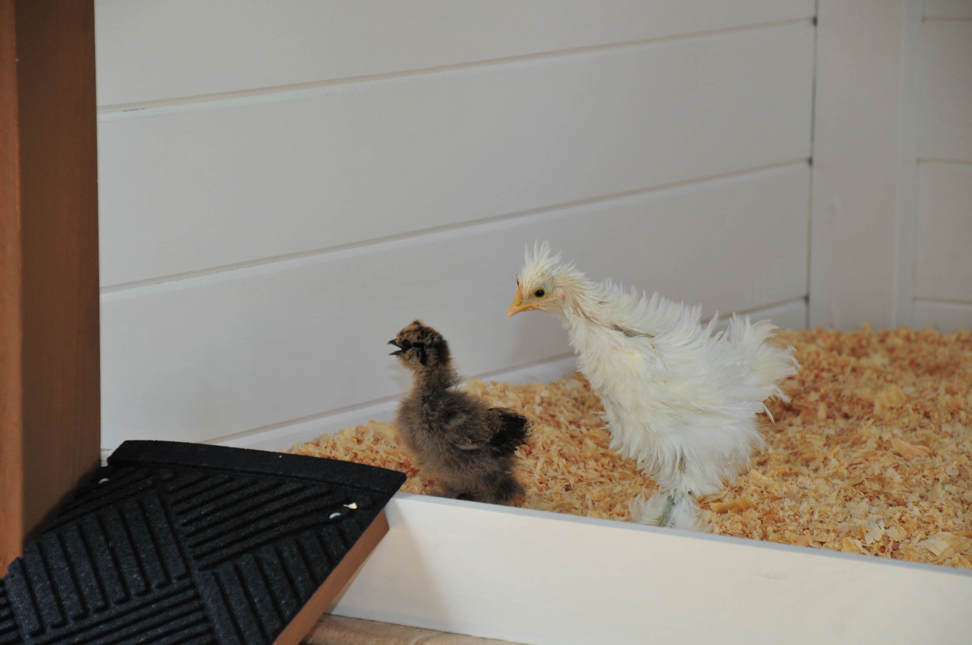 silkie cheering section.