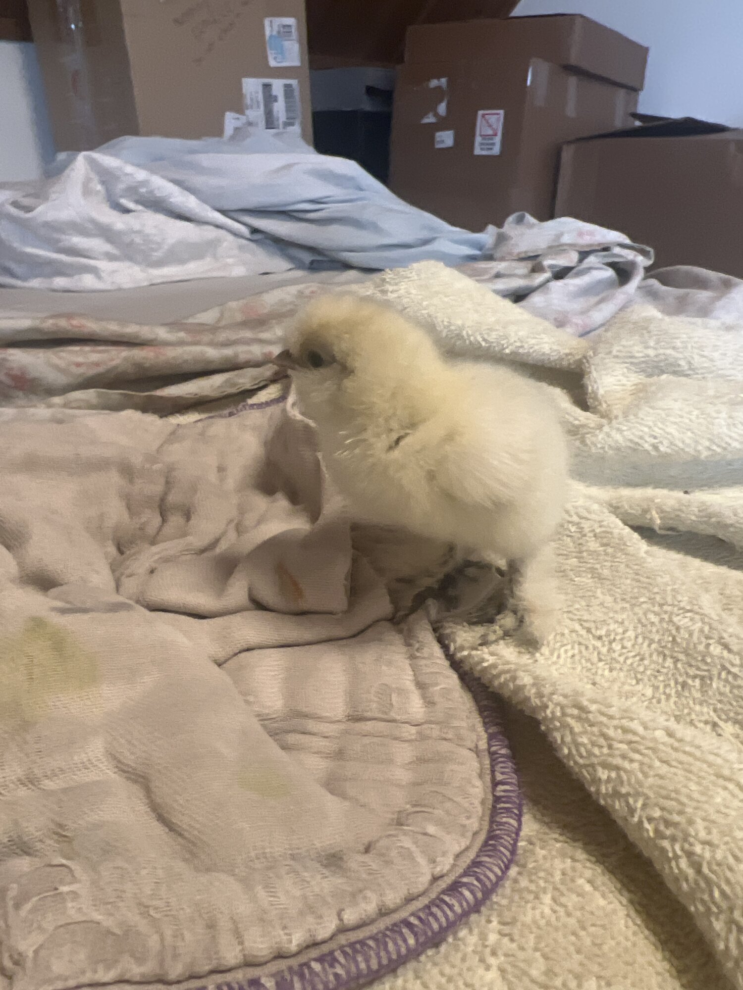 Silkie chick @ 3 days