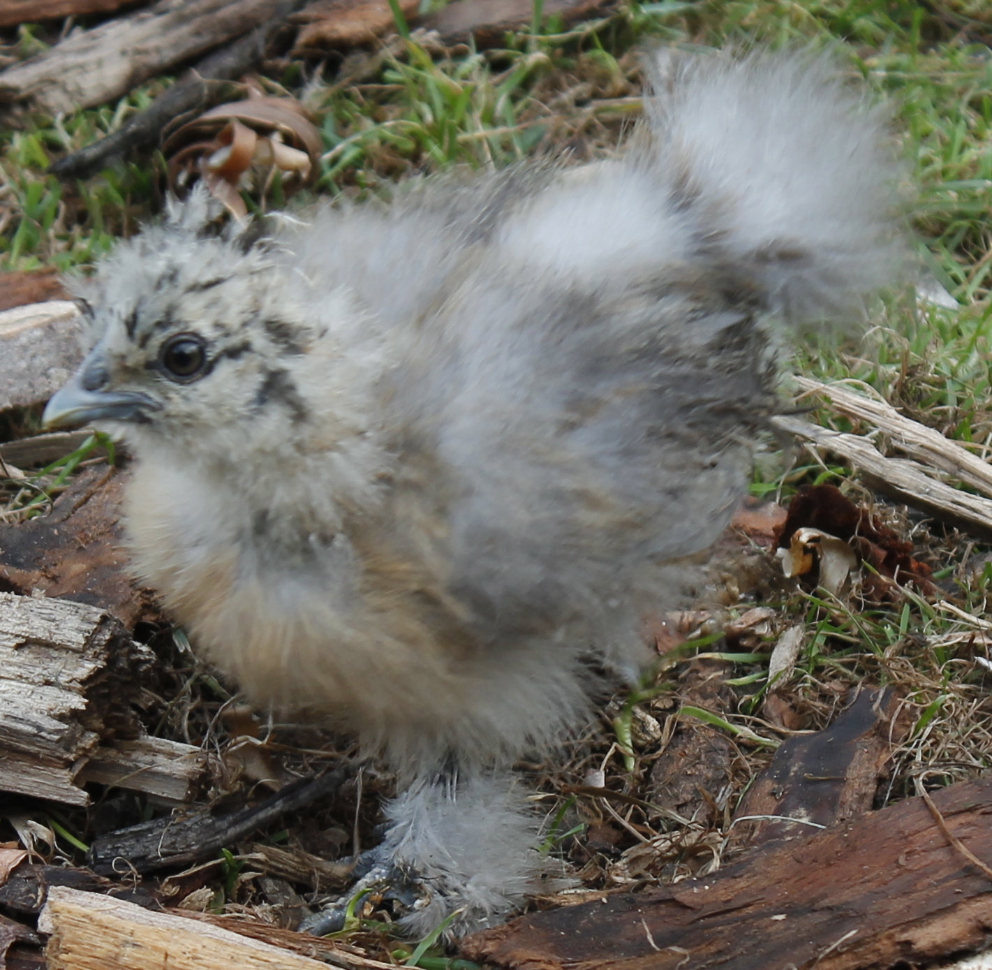 Silkie chick - 6 weeks