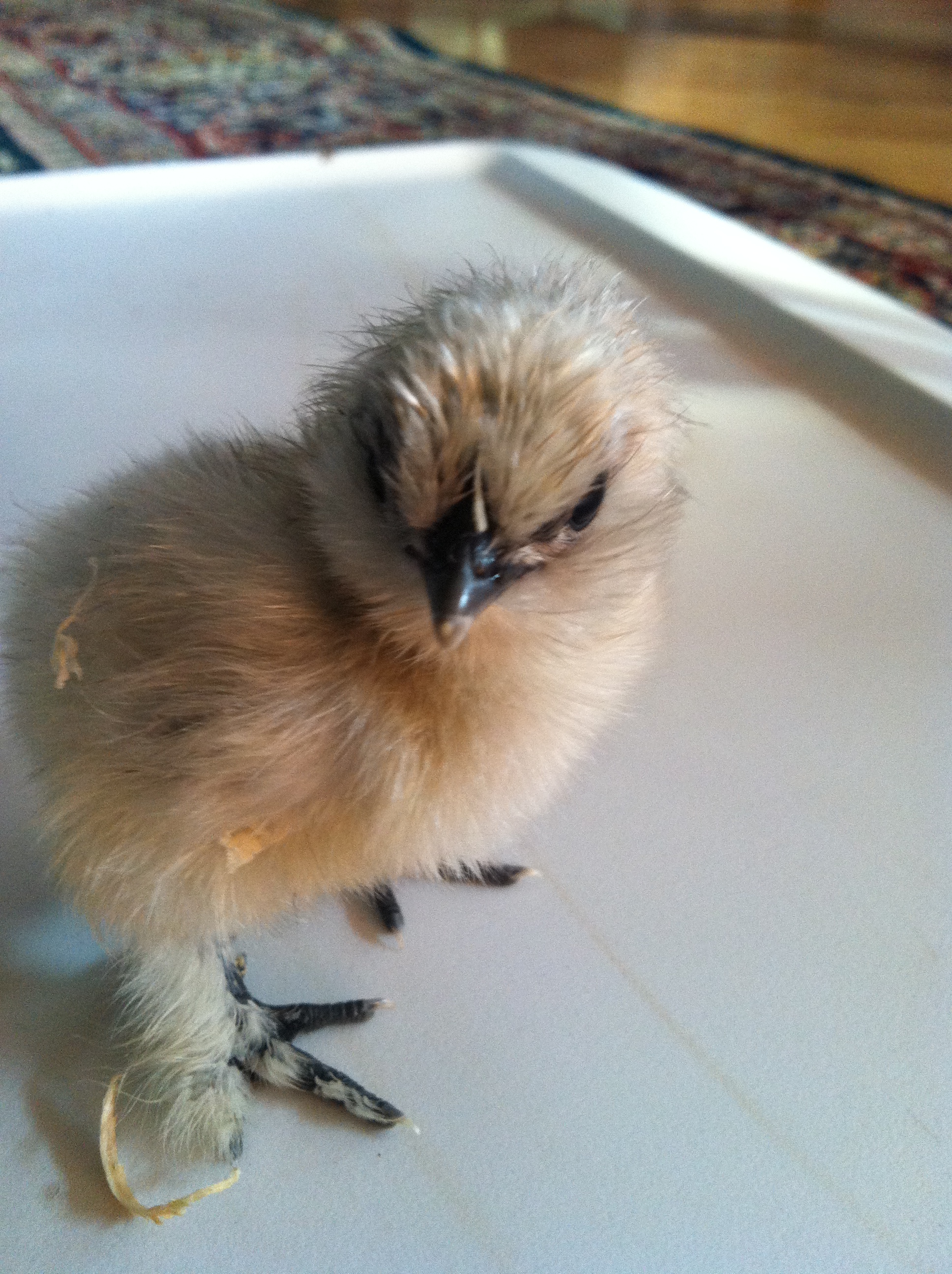 Silkie Chick