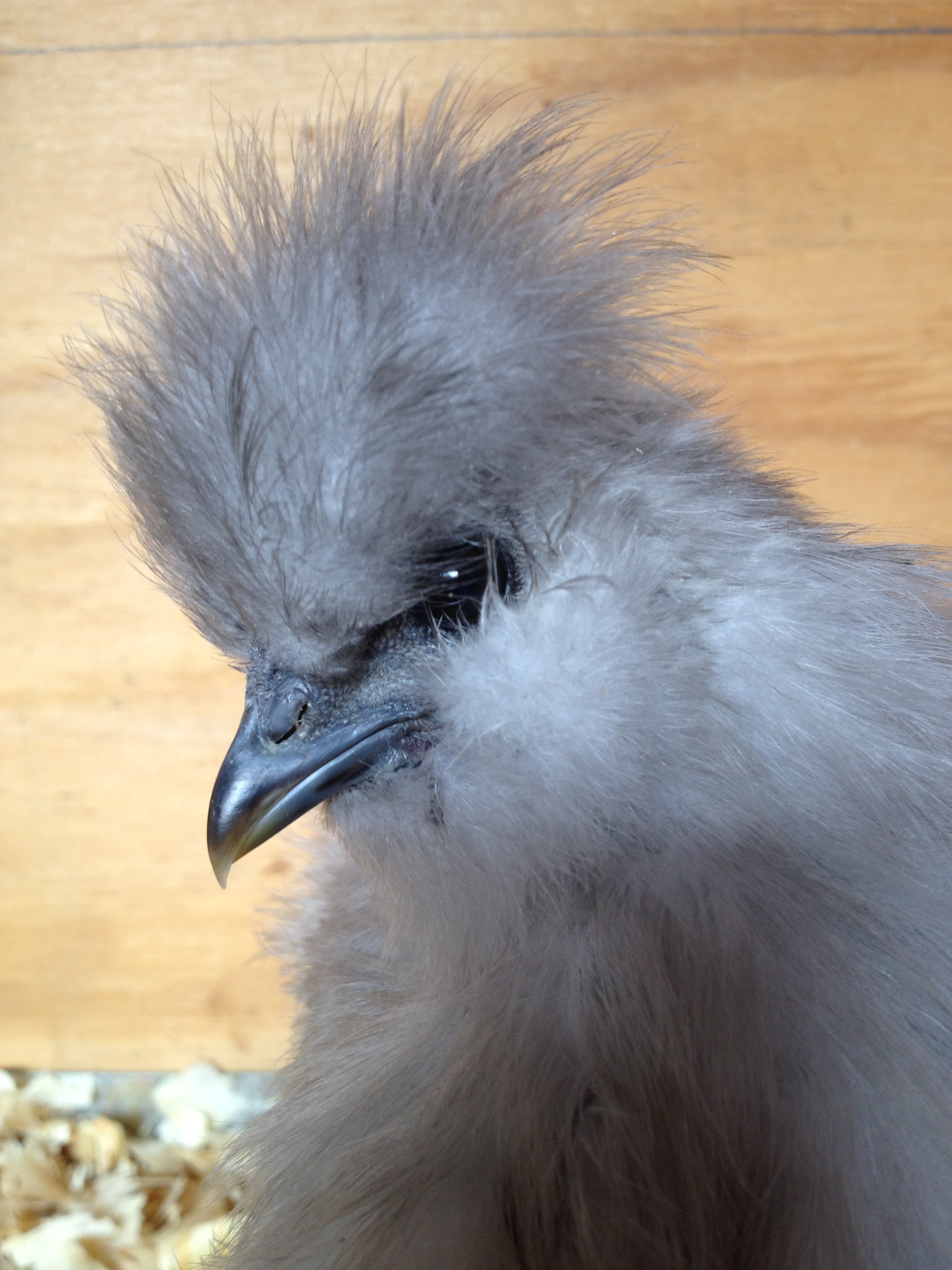 Silkie Chick