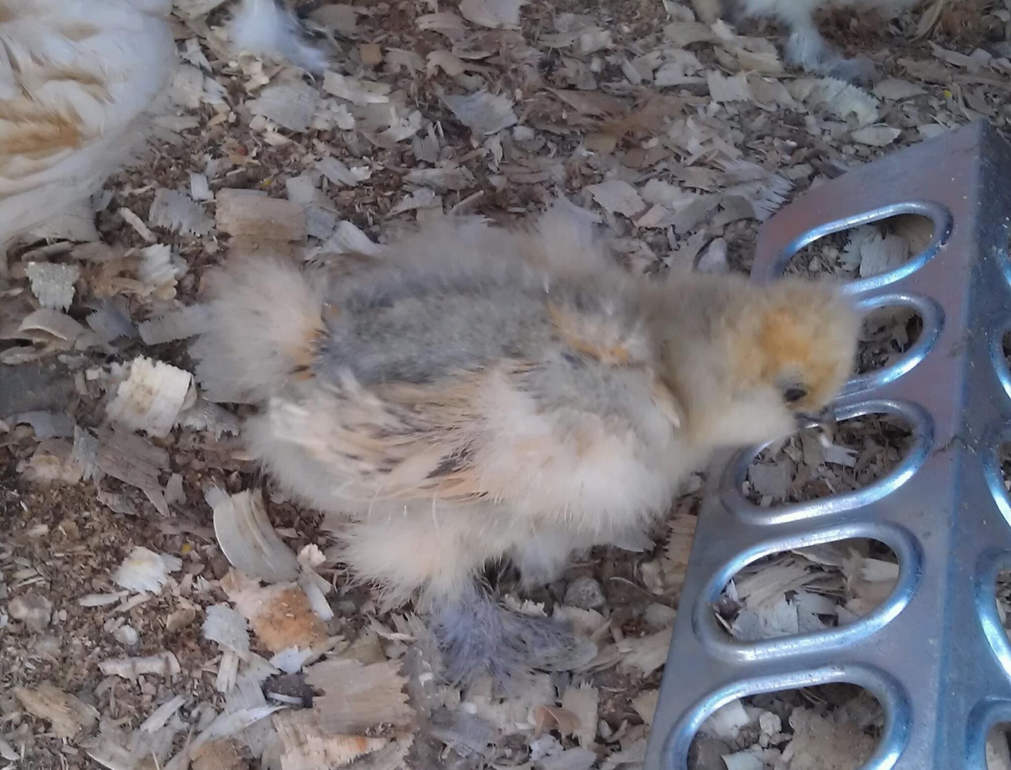 Silkie chick