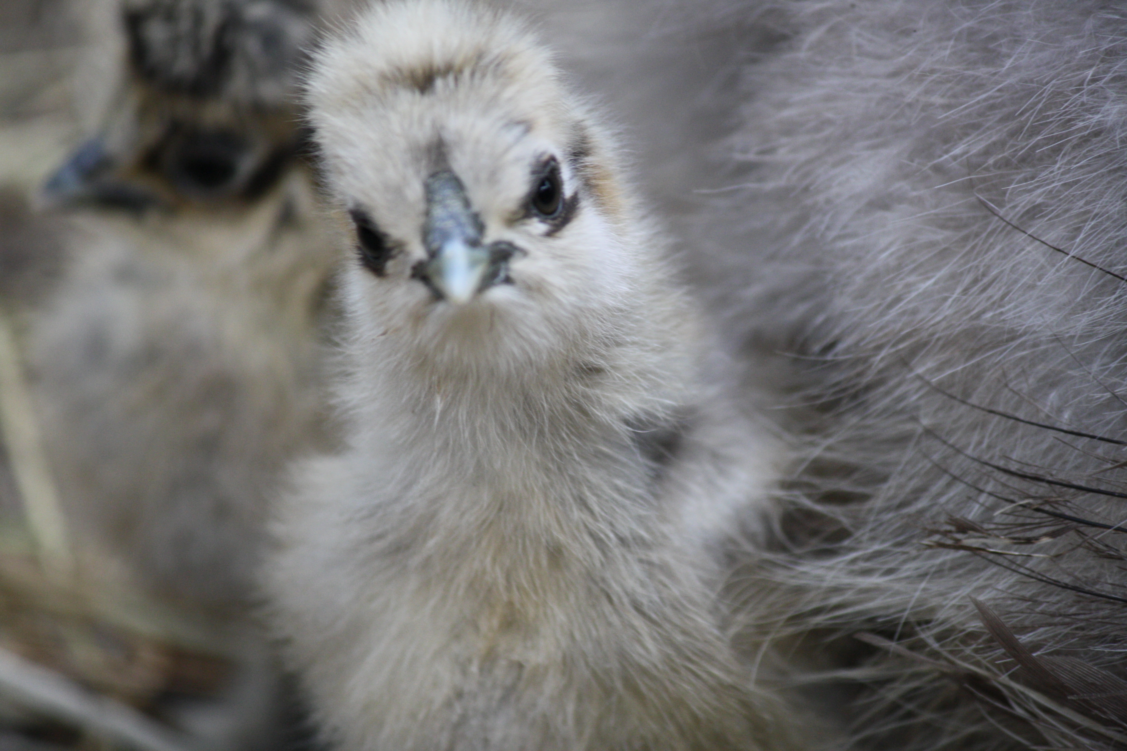 Silkie chick.