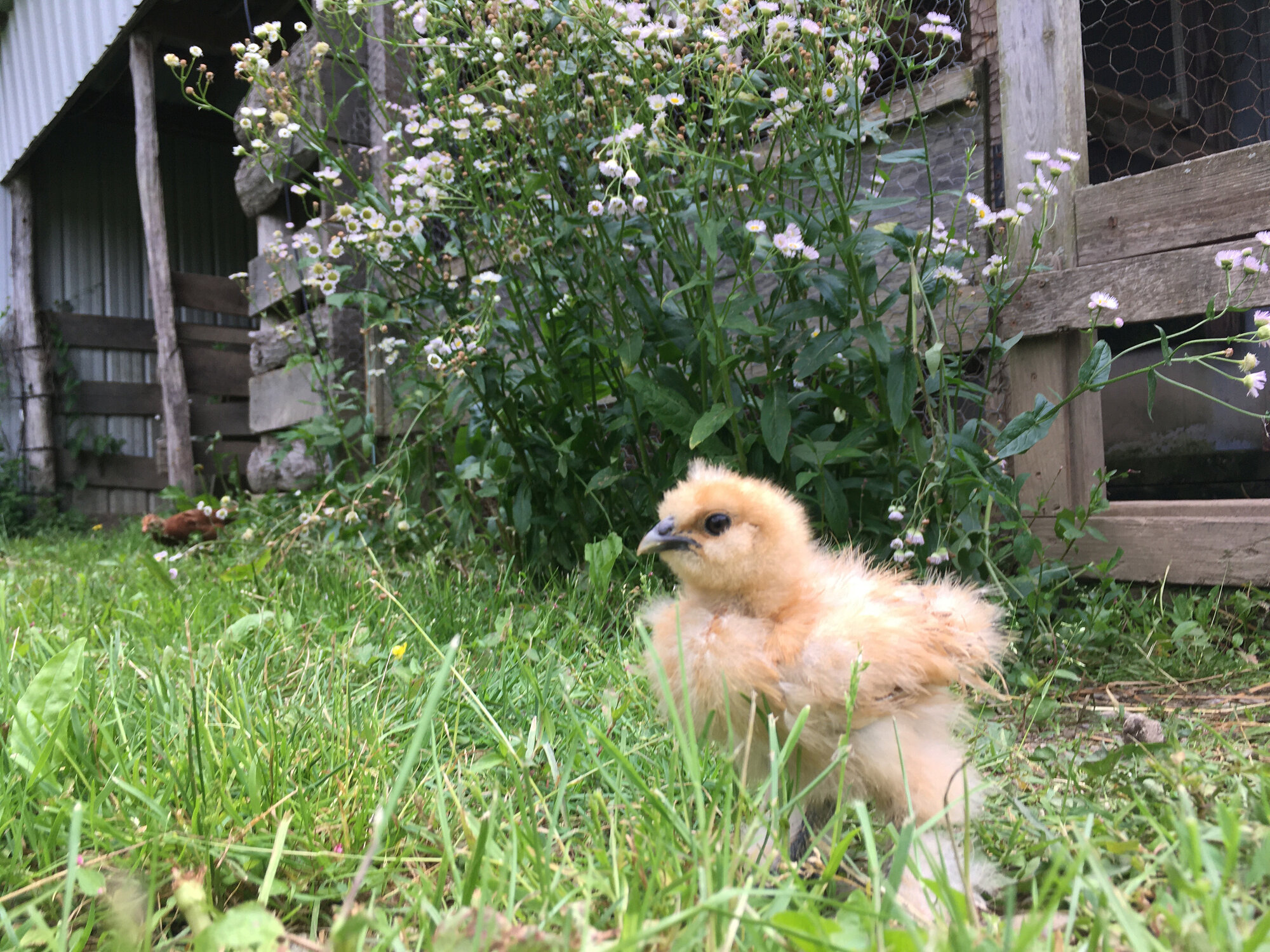 Silkie chick