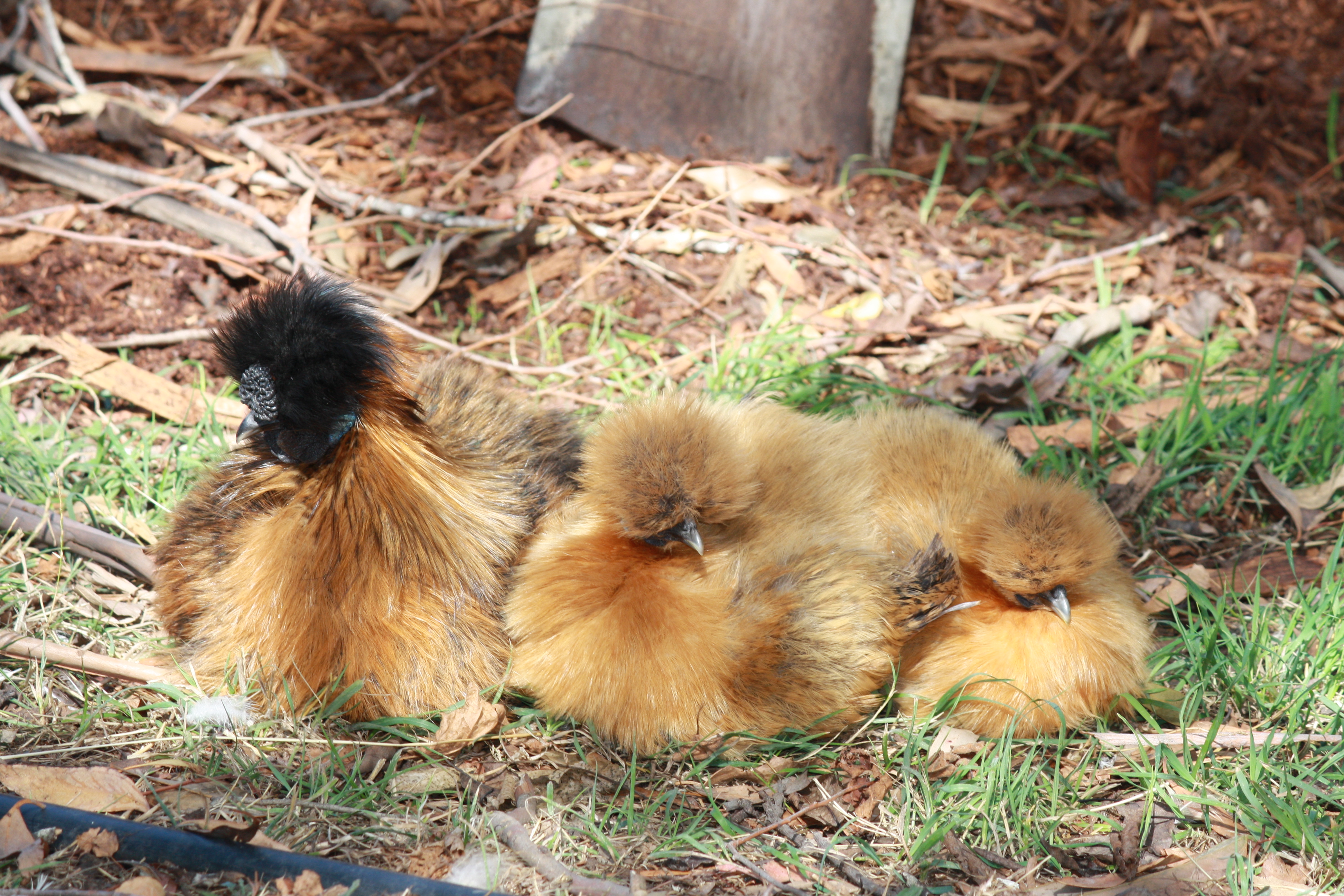 Silkie chicken.