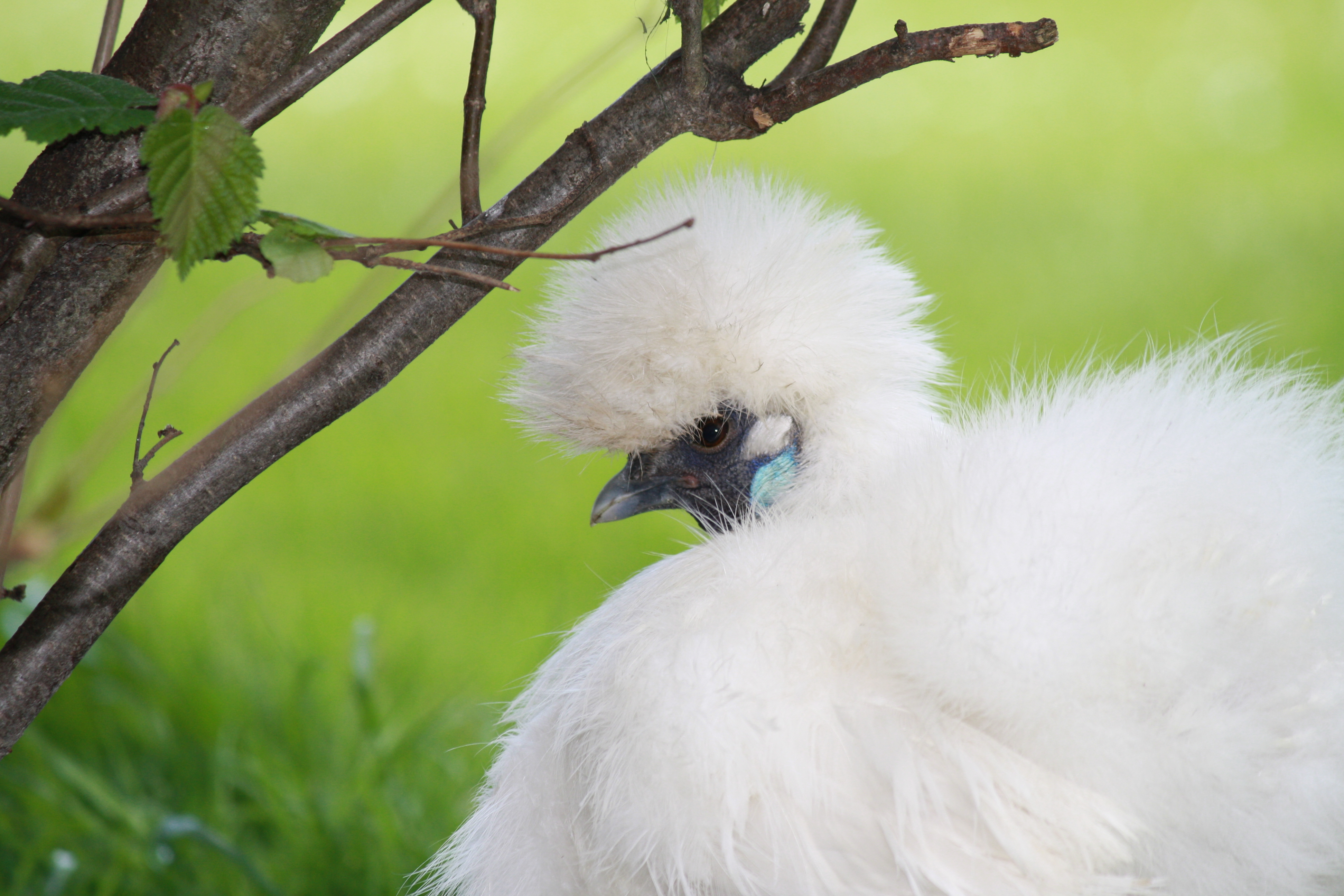 Silkie chicken.