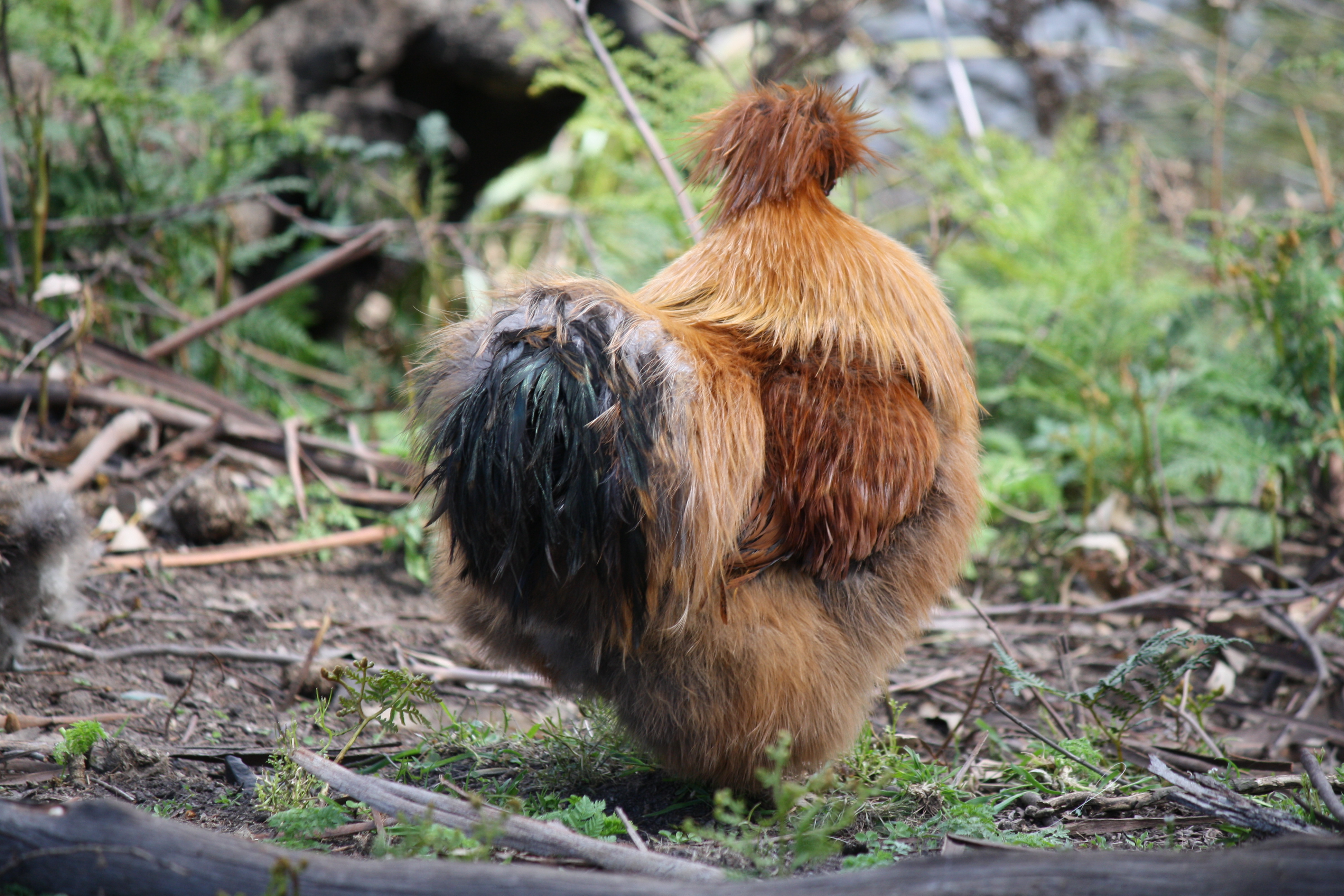 Silkie chicken.
