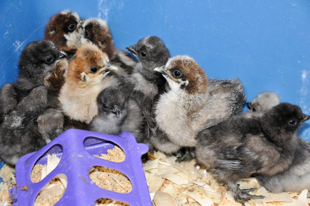 silkie chicks