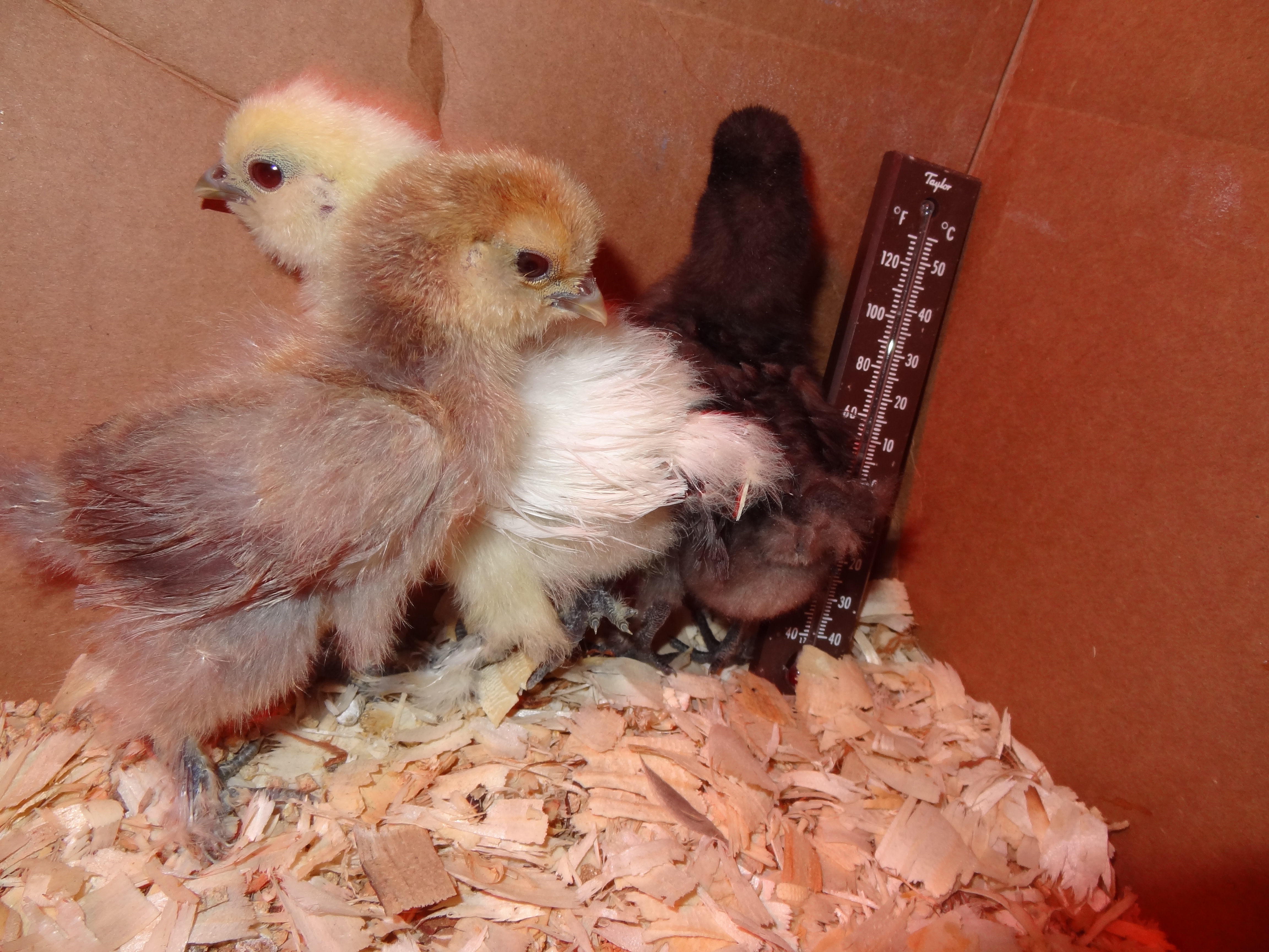 Silkie Chix...Nugget, Noodle and Scott~