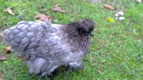 Silkie Cochin X- Hen
