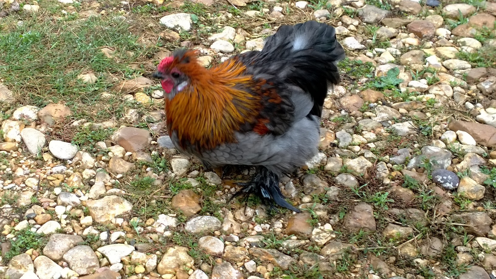 Silkie Cochin X - Rooster