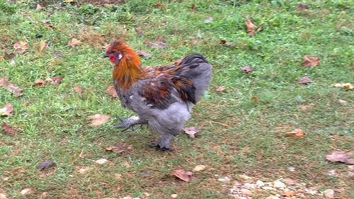 Silkie Cochin X- Rooster