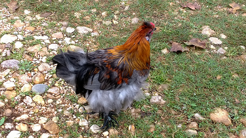 Silkie Cochin X- Rooster