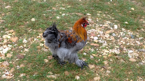 Silkie Cochin X- Rooster