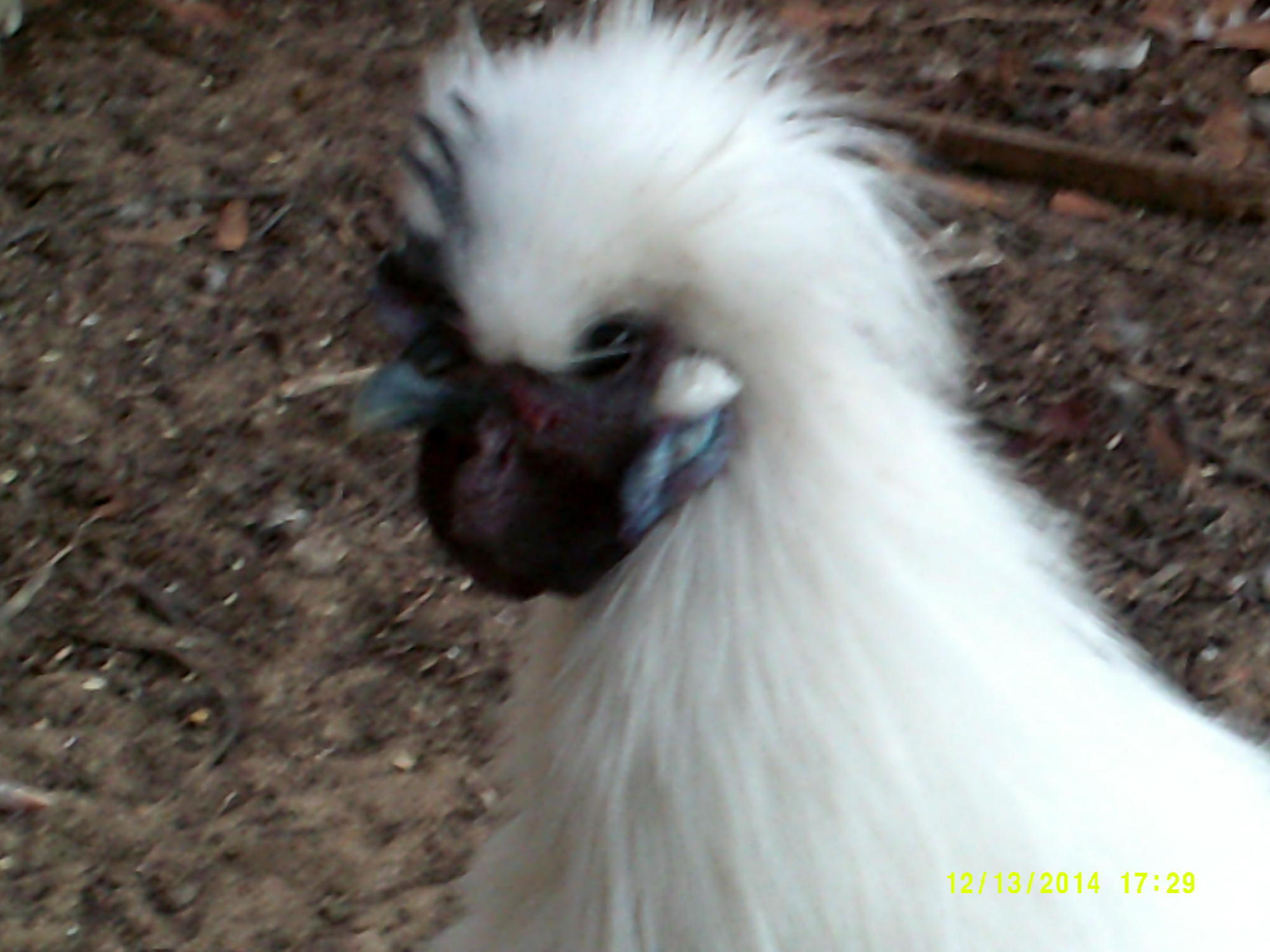 silkie cockerel