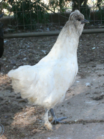 Silkie cross, project