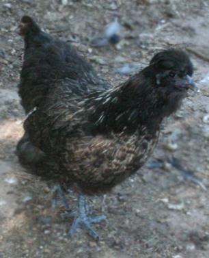 Silkie cross, project