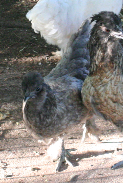 Silkie cross, project