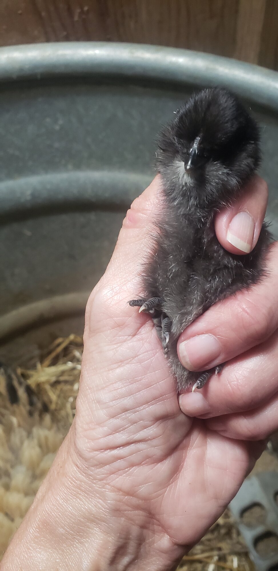 Silkie Egger - black/gray