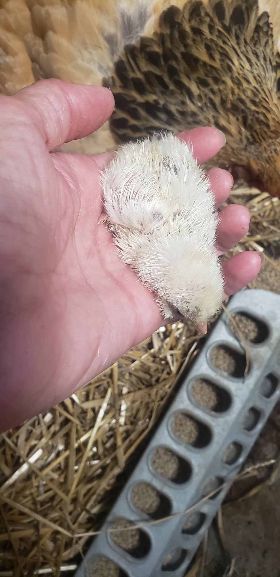 Silkie Egger - white