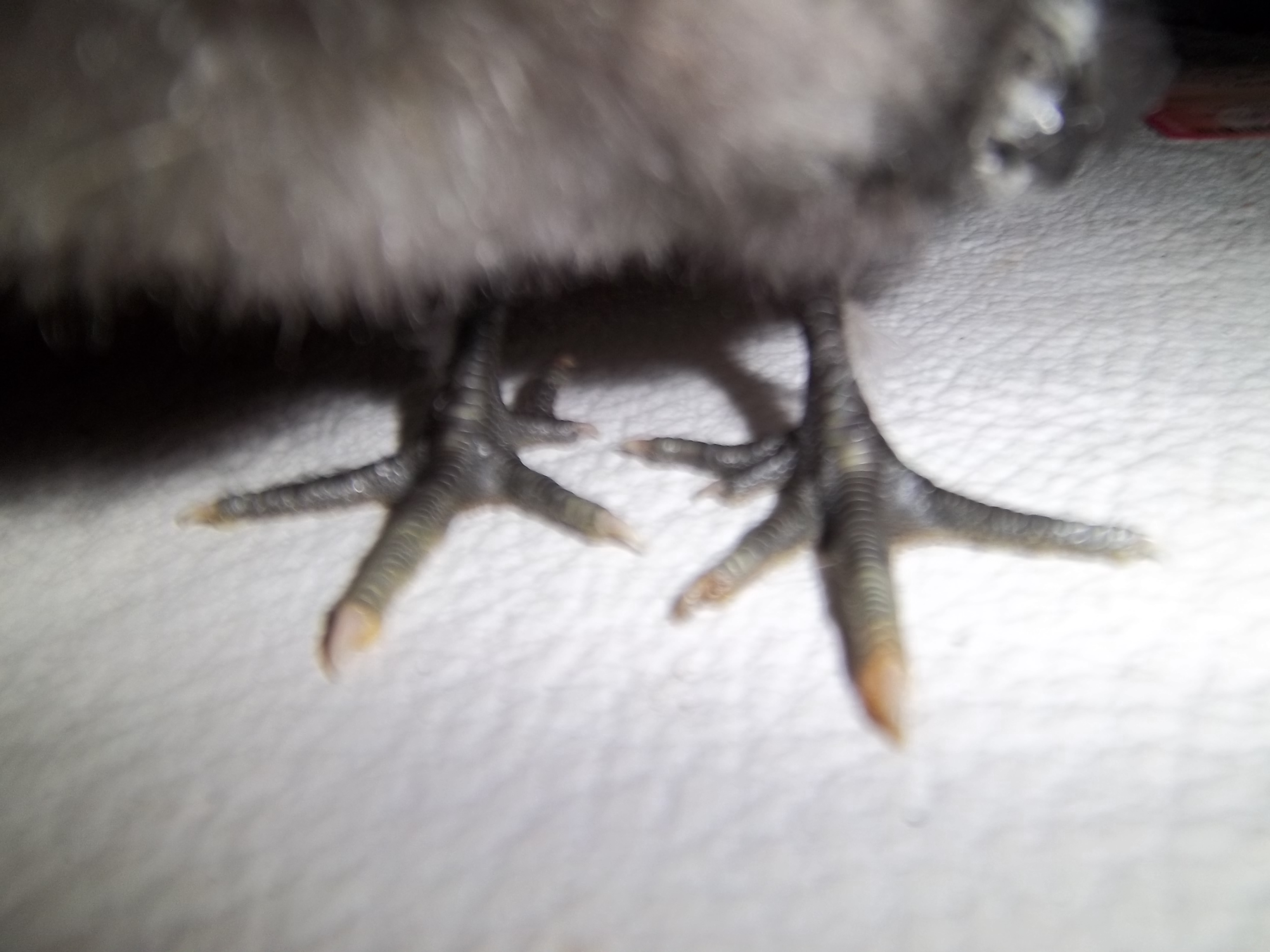 silkie extra toes