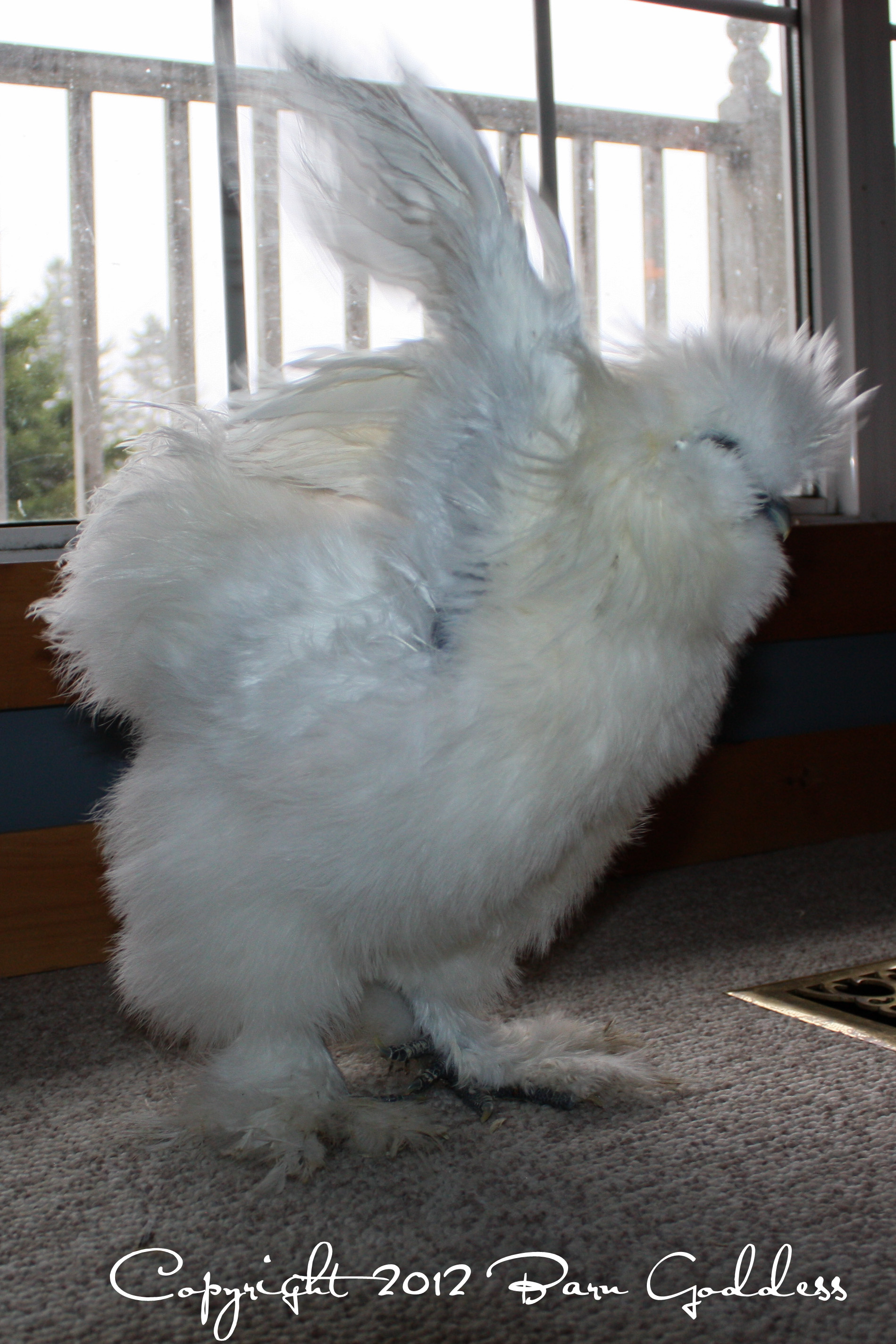 Silkie flapper