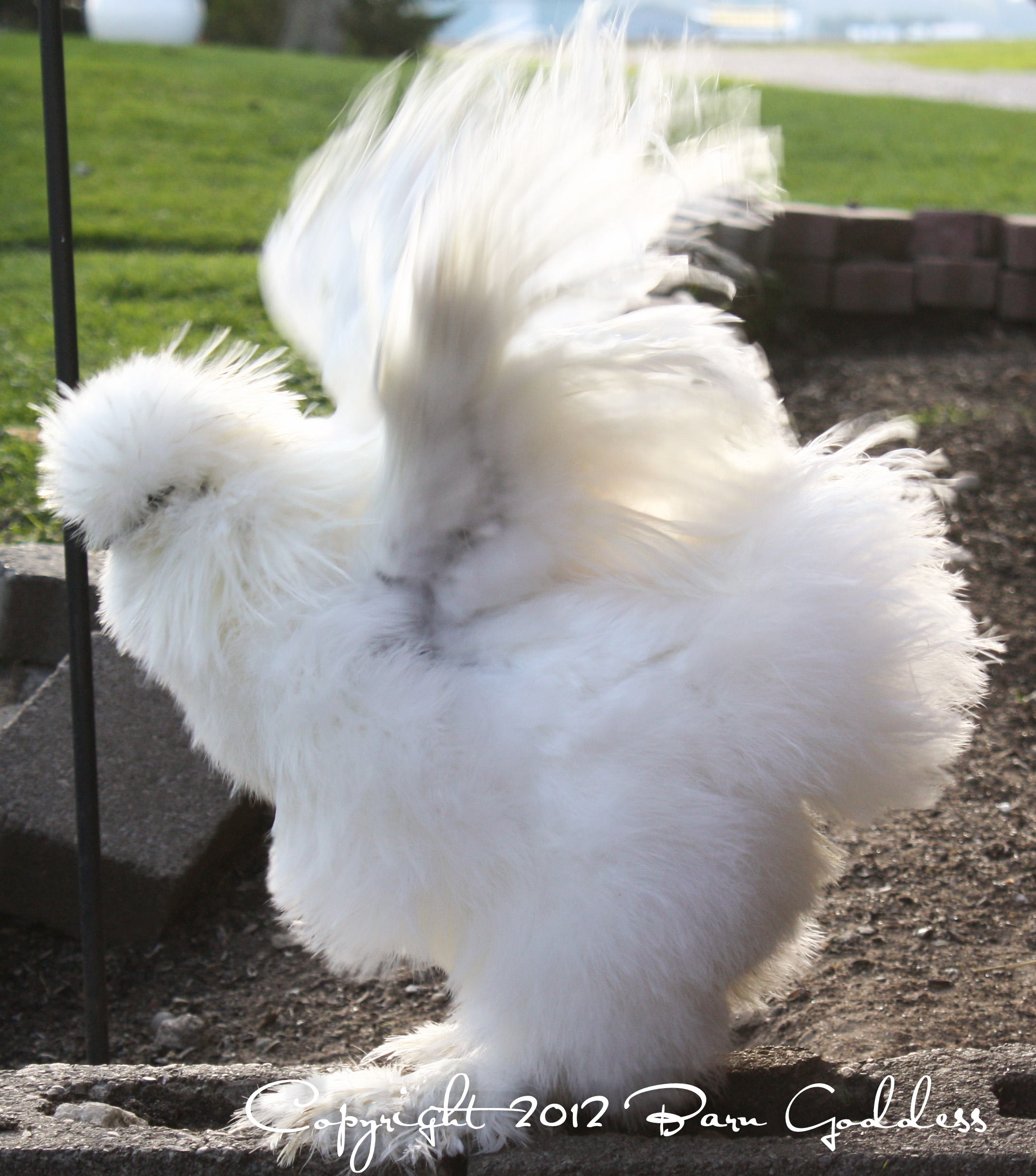 Silkie flapper