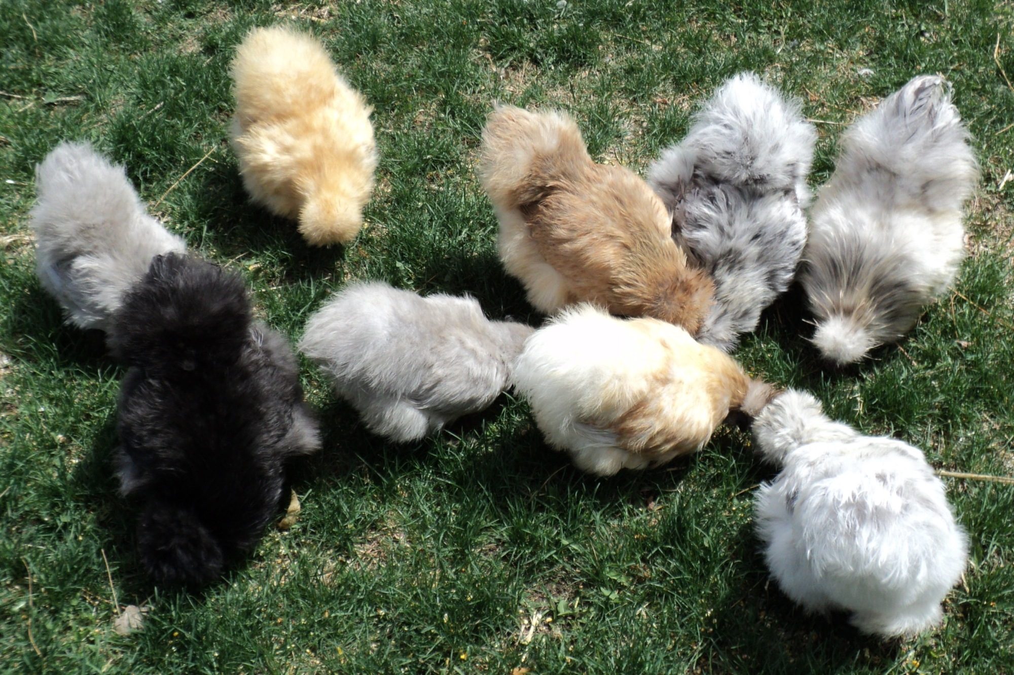 silkie flock