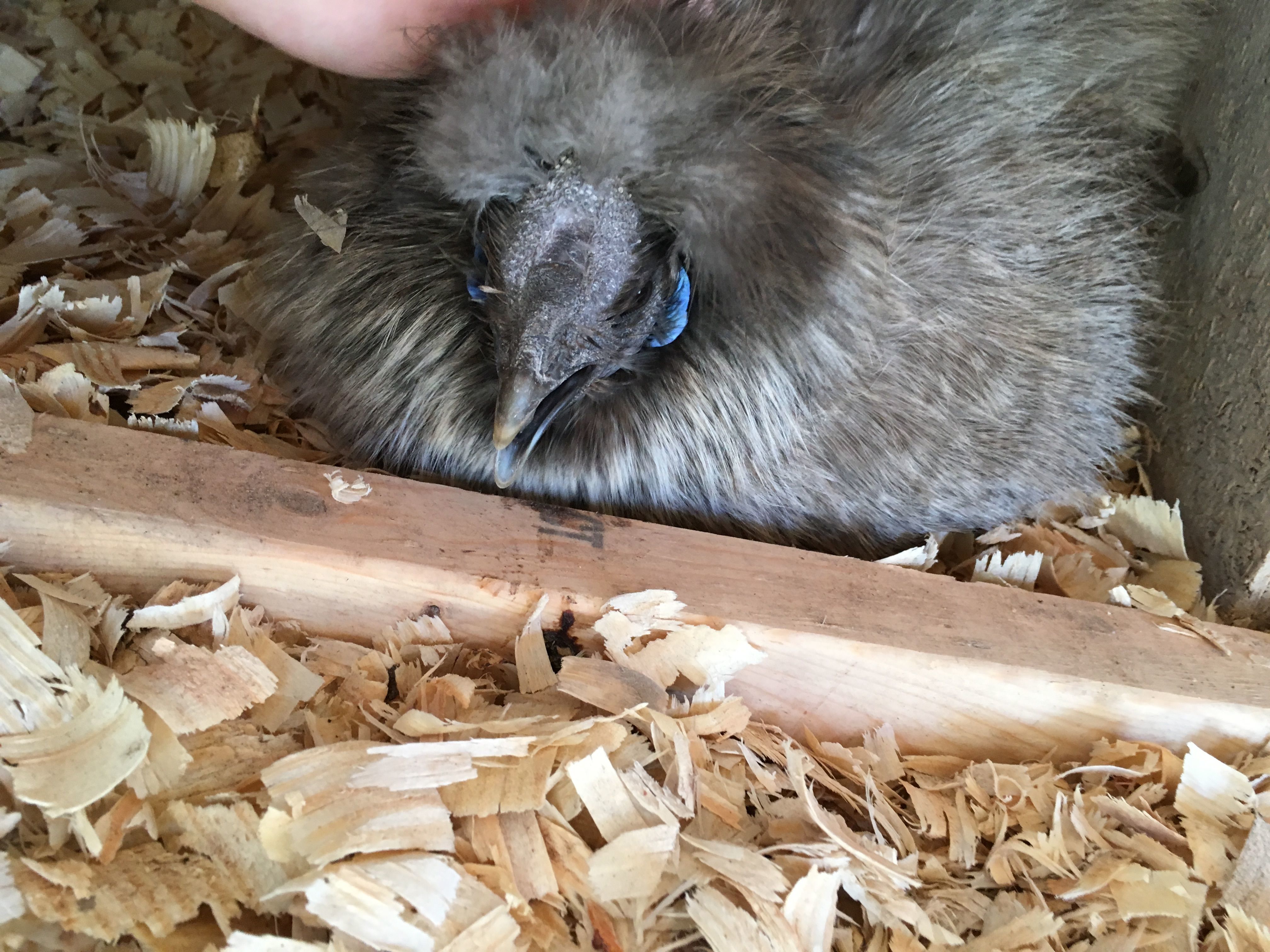 Silkie going through molt?