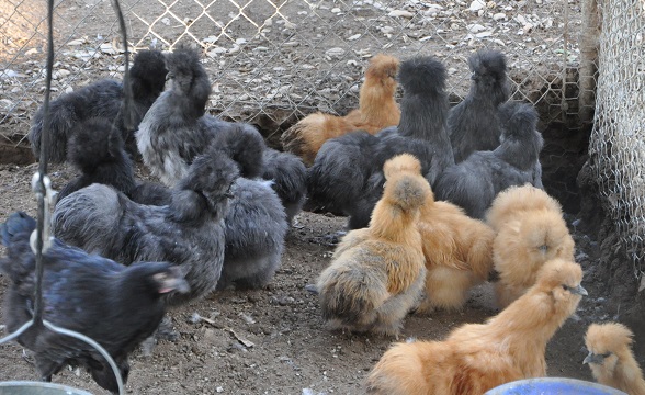 silkie grow out pen.