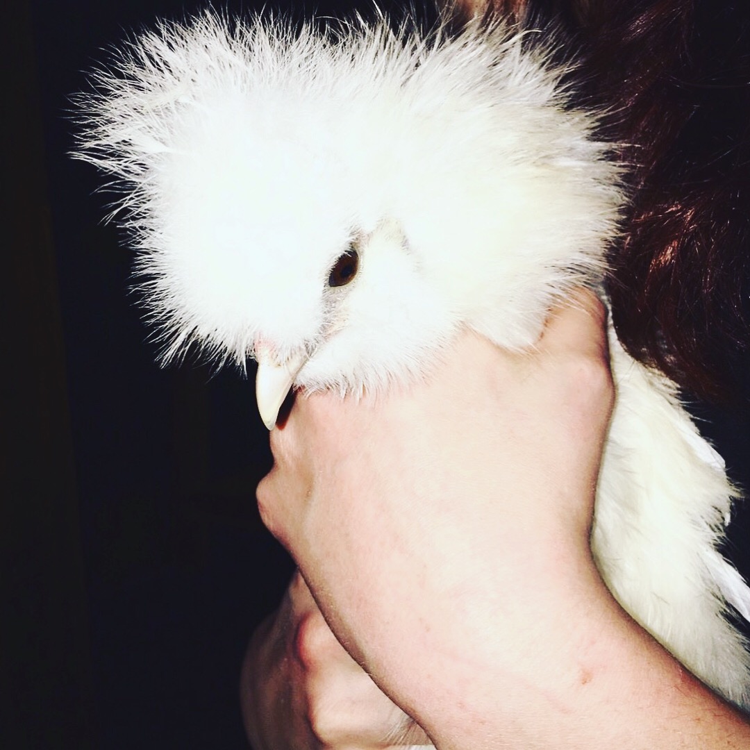 Silkie haircut