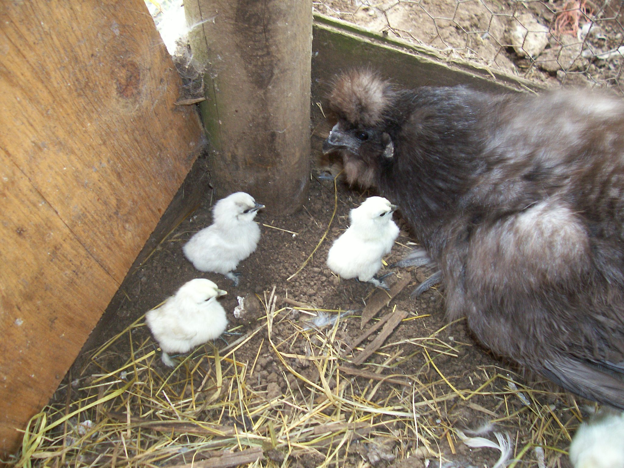 Silkie hen and her chicks
