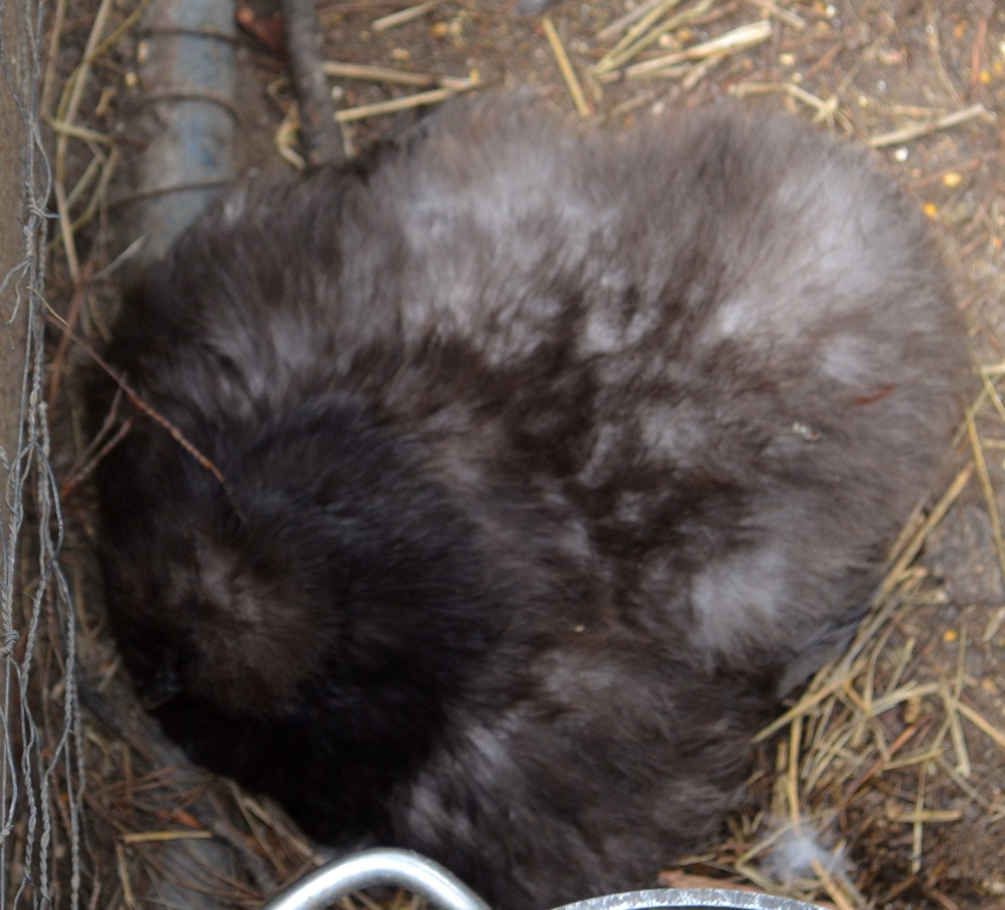 Silkie Hen sitting
