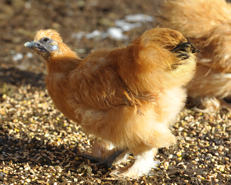 Silkie Hen