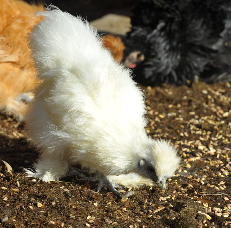 Silkie Hen