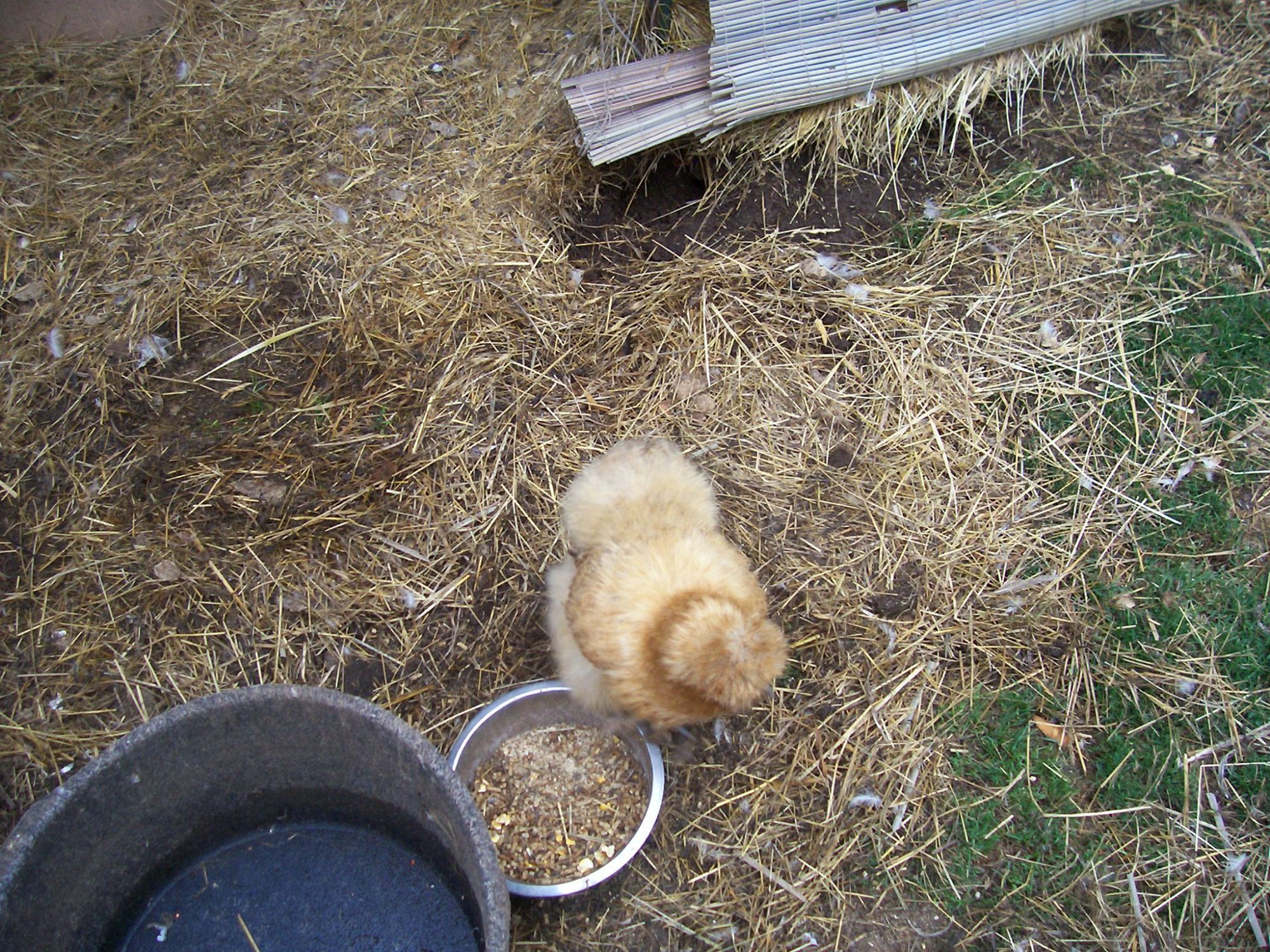 Silkie hen