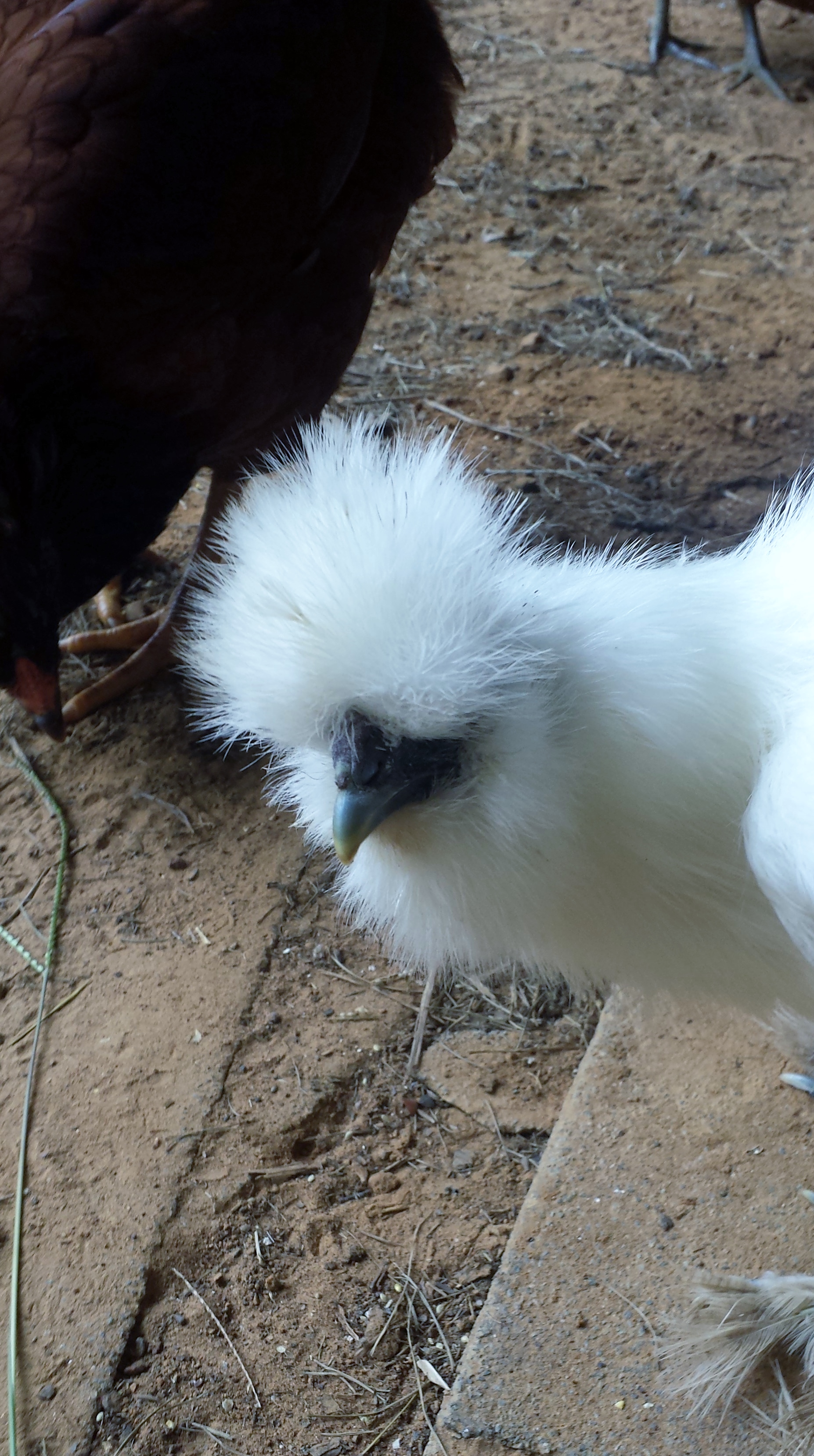Silkie hen