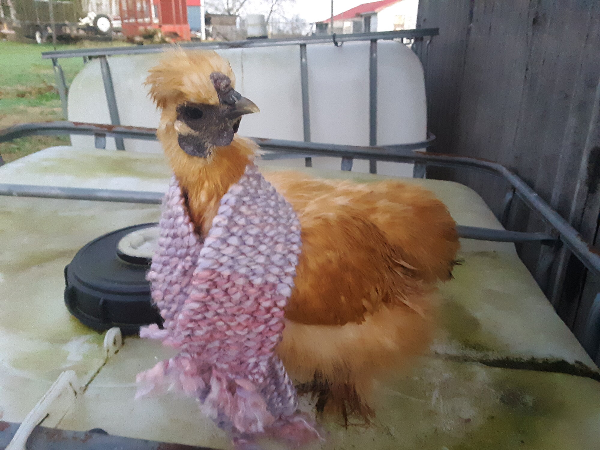 Silkie.jpg