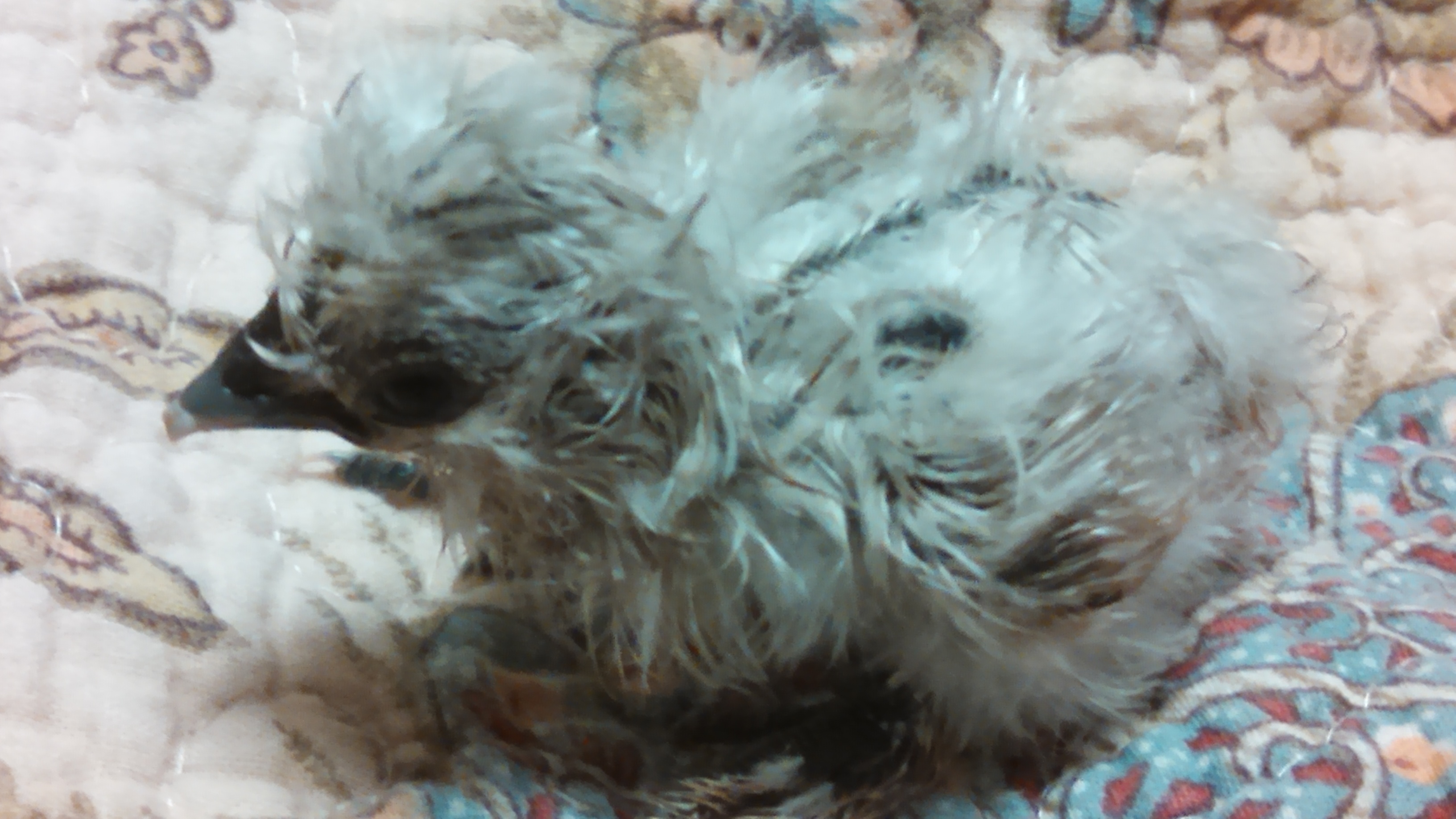 Silkie, labeled as a Sizzle. Silver in coloring. Correct skin, shanks and toes. Has a twin (separate egg babies just identical appearance)


Photo Silkie Name: Pricilla (Prissy for short)

Twin Silkie Name: Tipsy