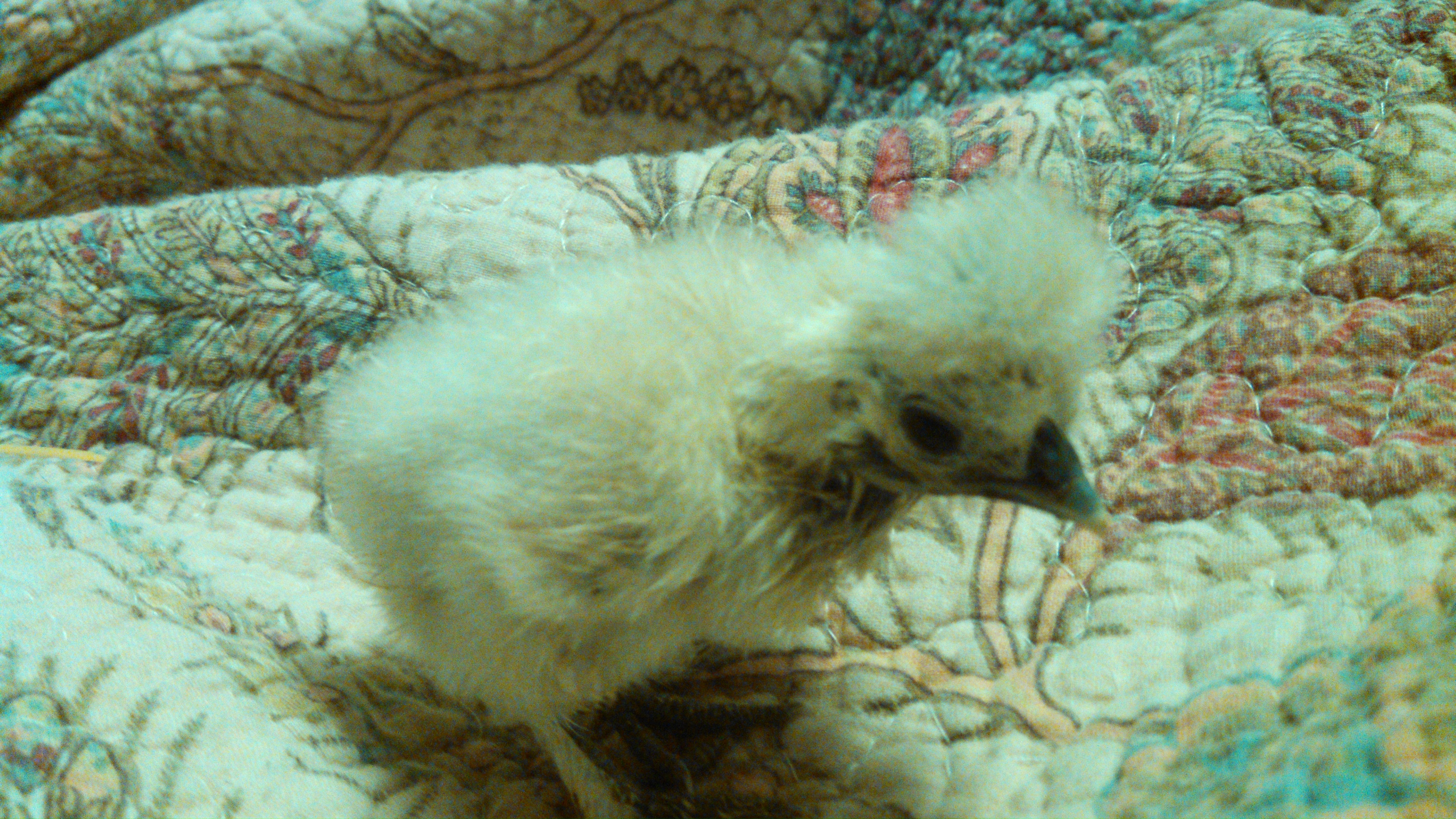 Silkie, labeled as a splash. Appears to have solid yellow down (fuzz). Correct skin, shanks, and toes.