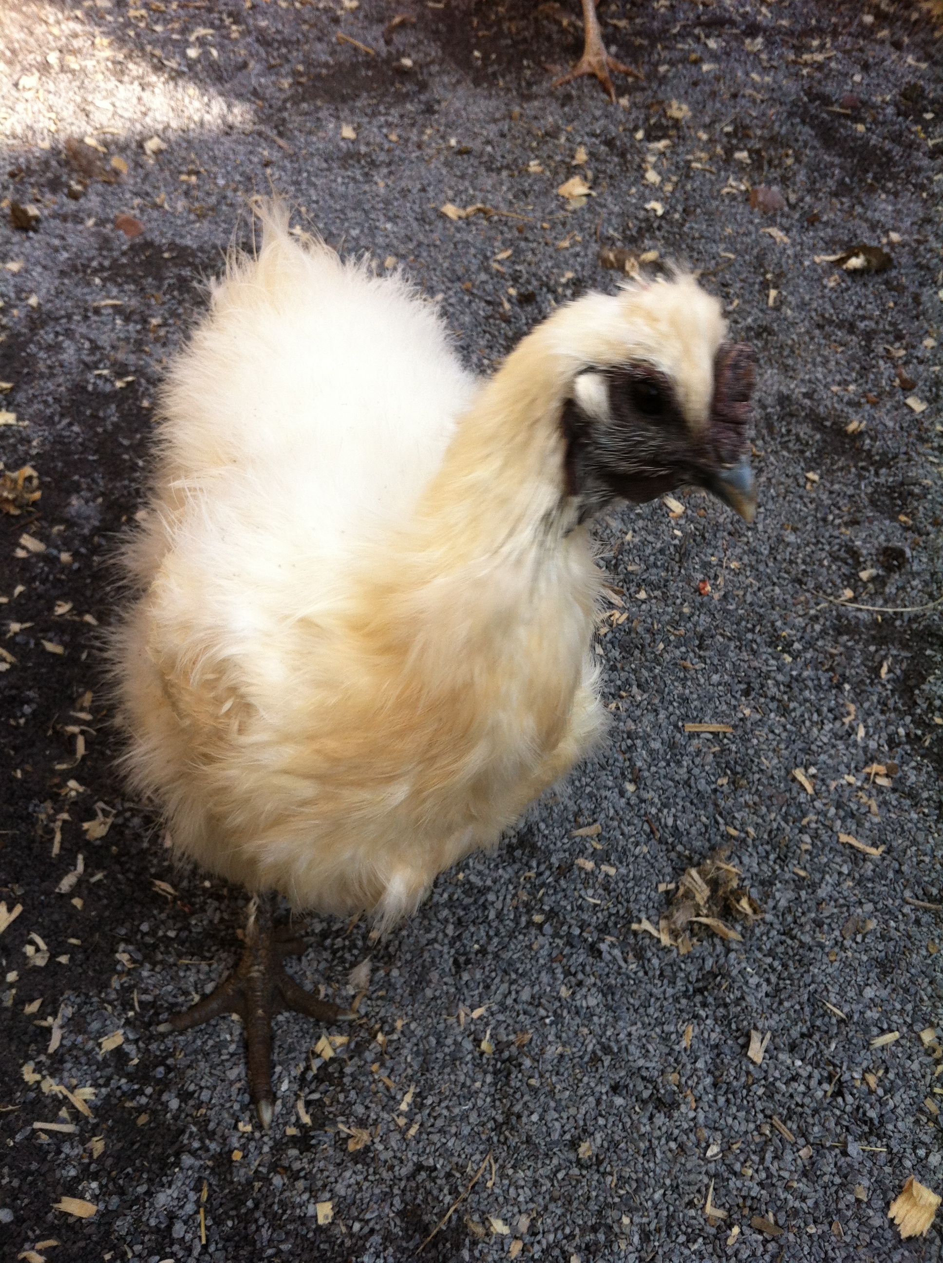 Silkie - Lucie