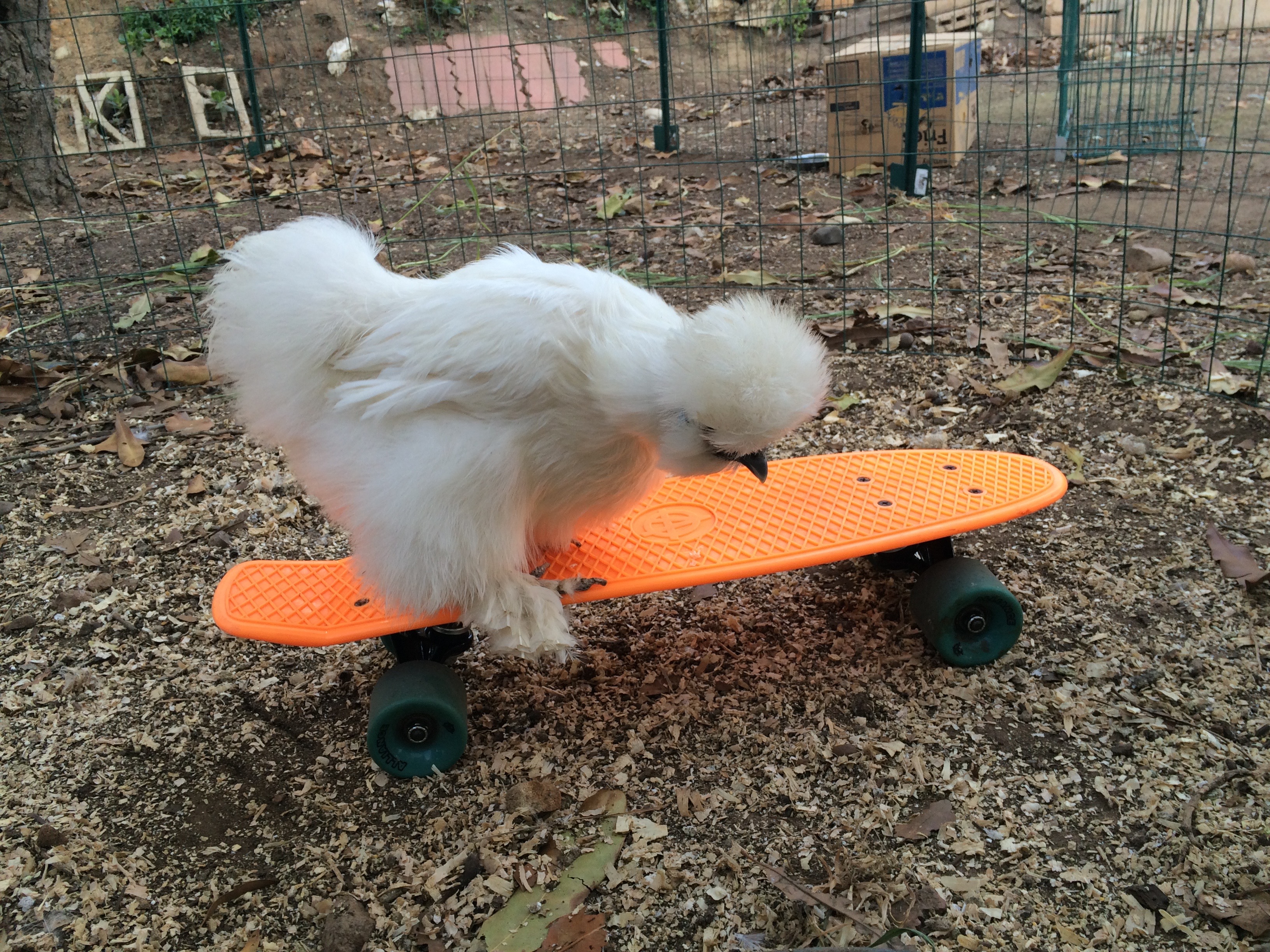 Silkie on a skateboard
