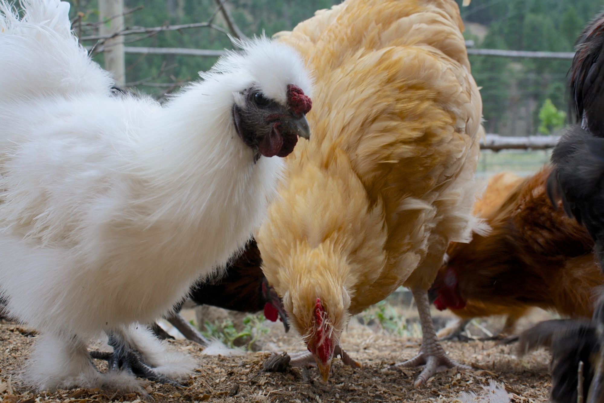 Silkie roo named Pesci in the "Dinner coop"