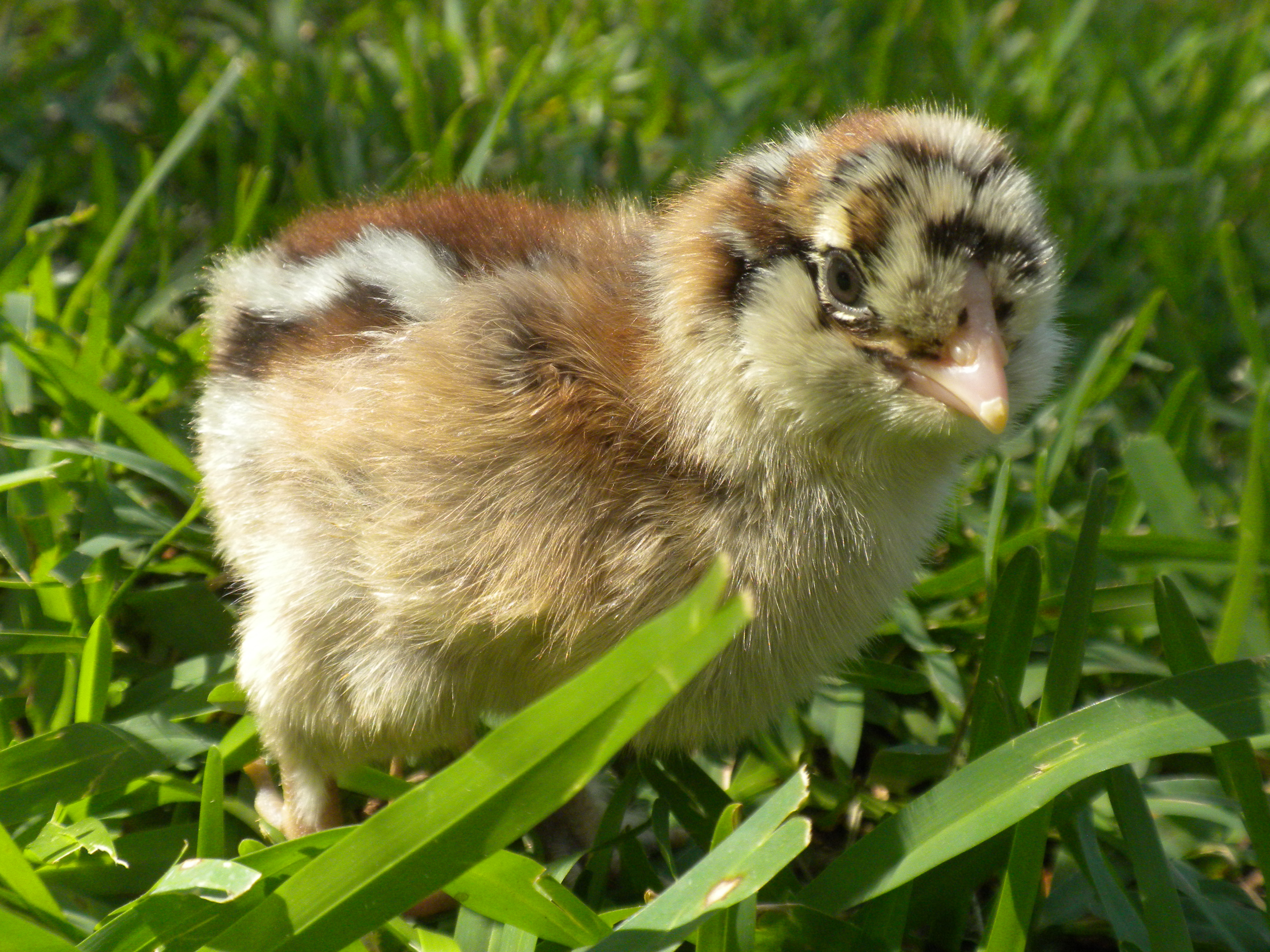 Silkie Roo over EE hen (purchased egg)