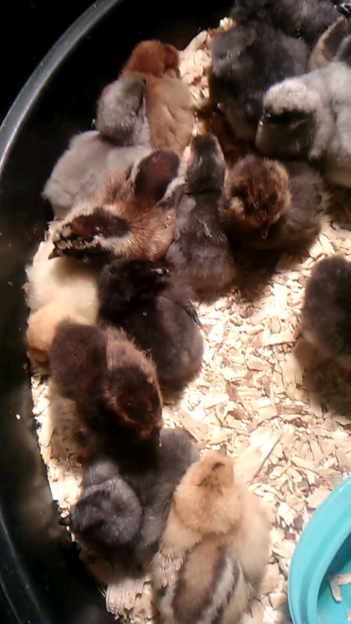 Silkie Roo x EE hen