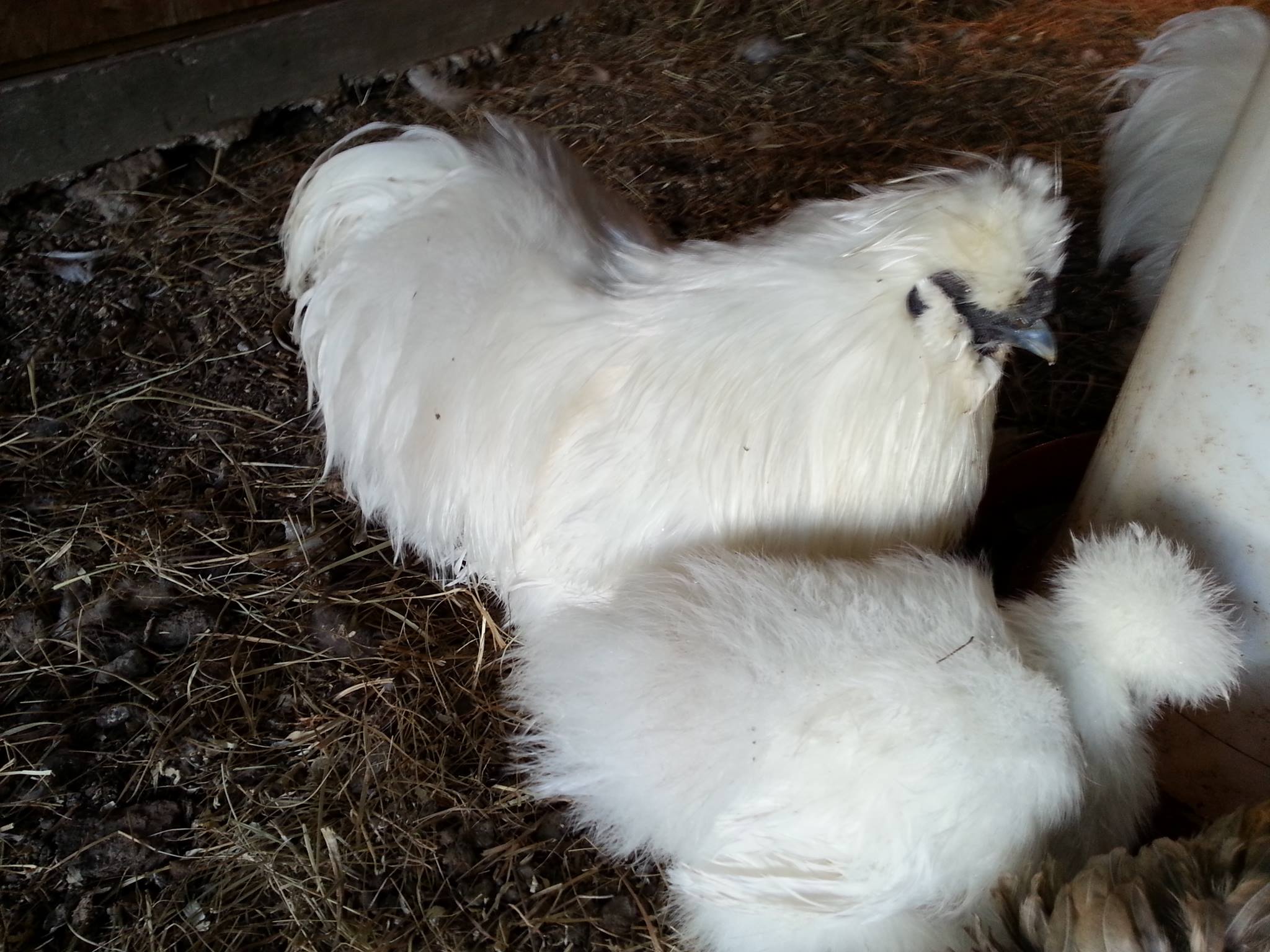 *
silkie roo