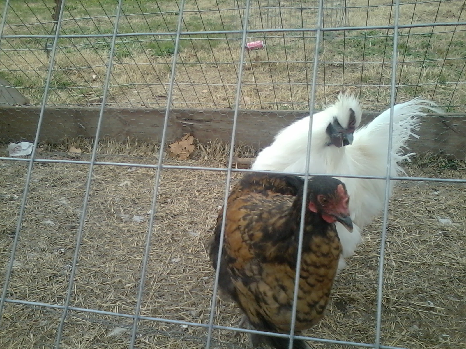 silkie roos and mutt hens