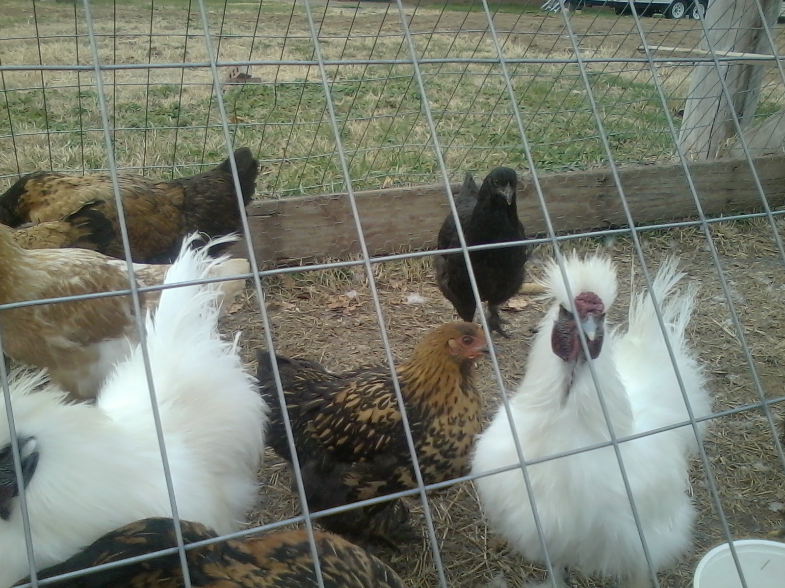 silkie roos and mutt hens