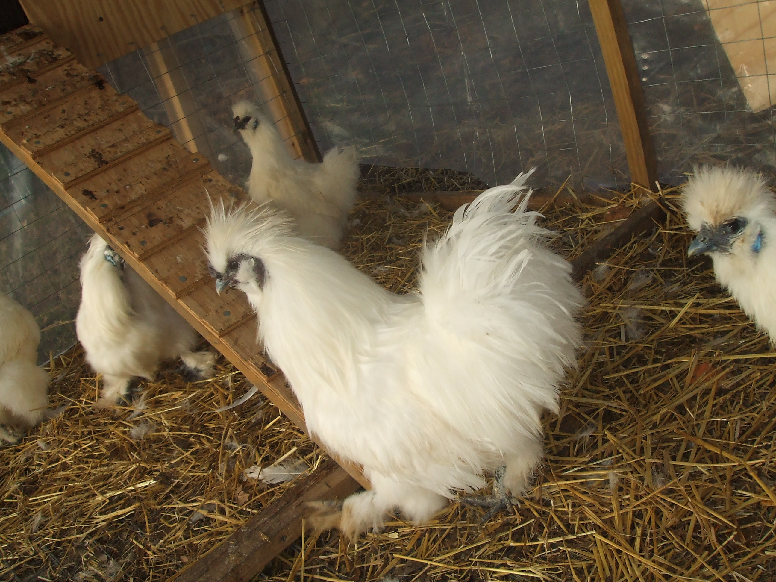 Silkie Rooster